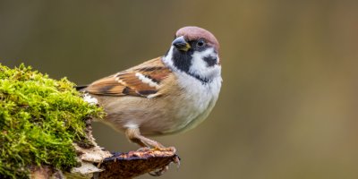 2930Janvier2022ComptageNationalDesOi3_adobestock_407970569_ok_1360.jpg