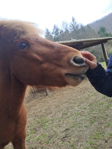 cheval_mediateur.jpg