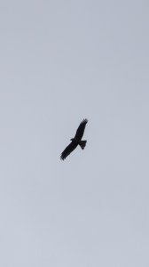 aigle.jpg