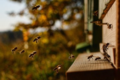 honeybee2860488_960_720.jpg