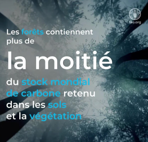 Journée internationale des forêts 21 mars